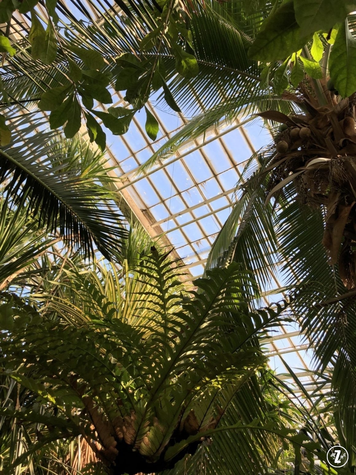 palmiarnia w Poznaniu