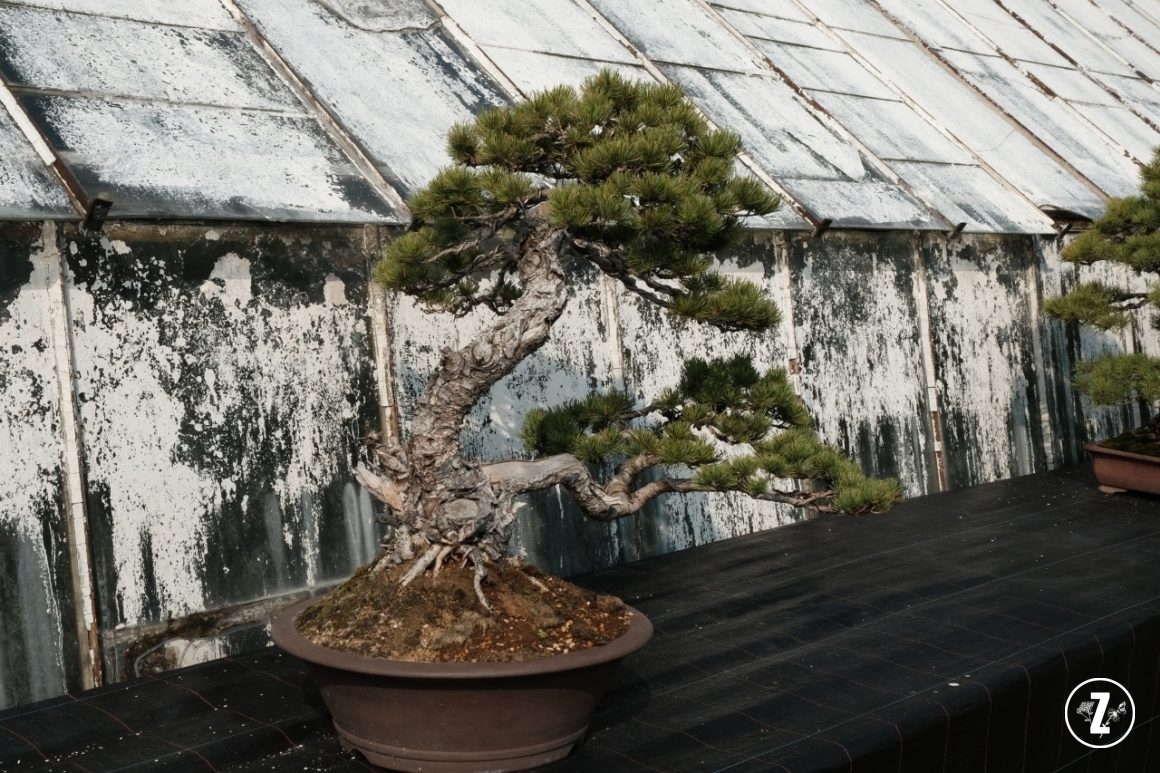 bonsai w Palmiarni, bonsai w Palmiarni Wałbrzyskiej