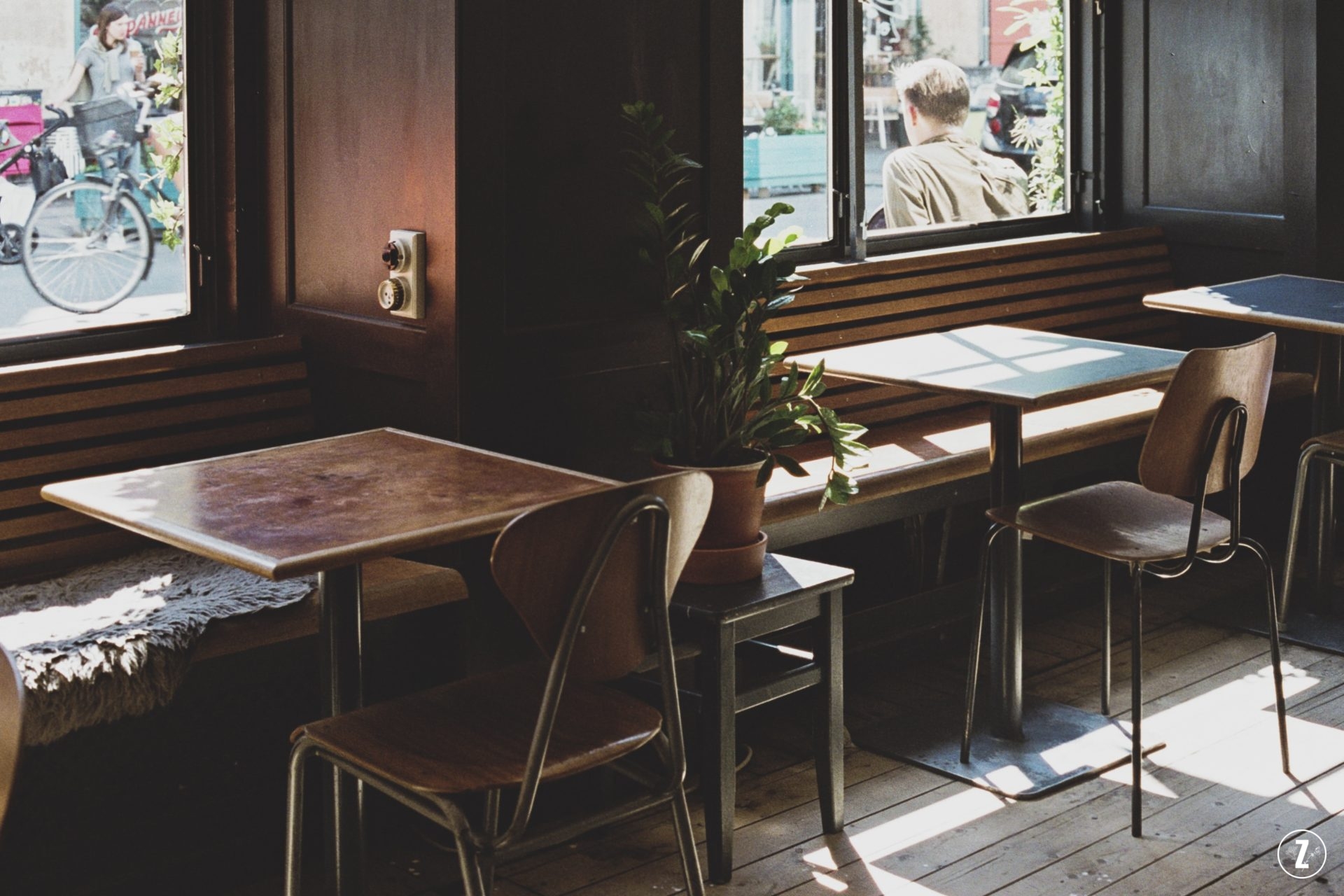 pielęgnacja, podzial klaczy, roslina do biura, roslina trujaca, roslinne porady, rozmnazanie, sadzonki lisciowe, szkodniki, zamioculcas zamiifolia, zamiokulkas zamiolistny, ZZ plant