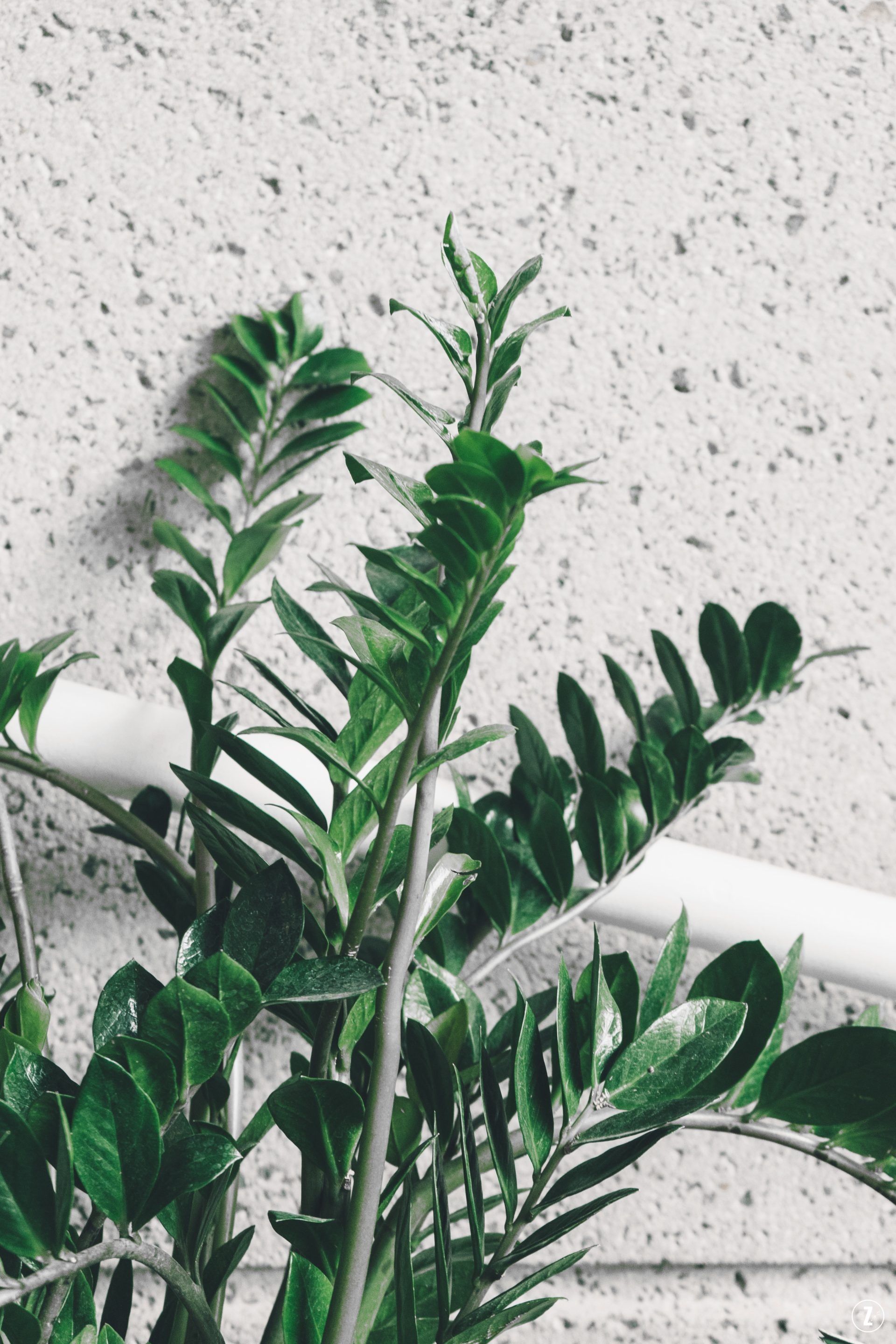 pielęgnacja, podzial klaczy, roslina do biura, roslina trujaca, roslinne porady, rozmnazanie, sadzonki lisciowe, szkodniki, zamioculcas zamiifolia, zamiokulkas zamiolistny, ZZ plant