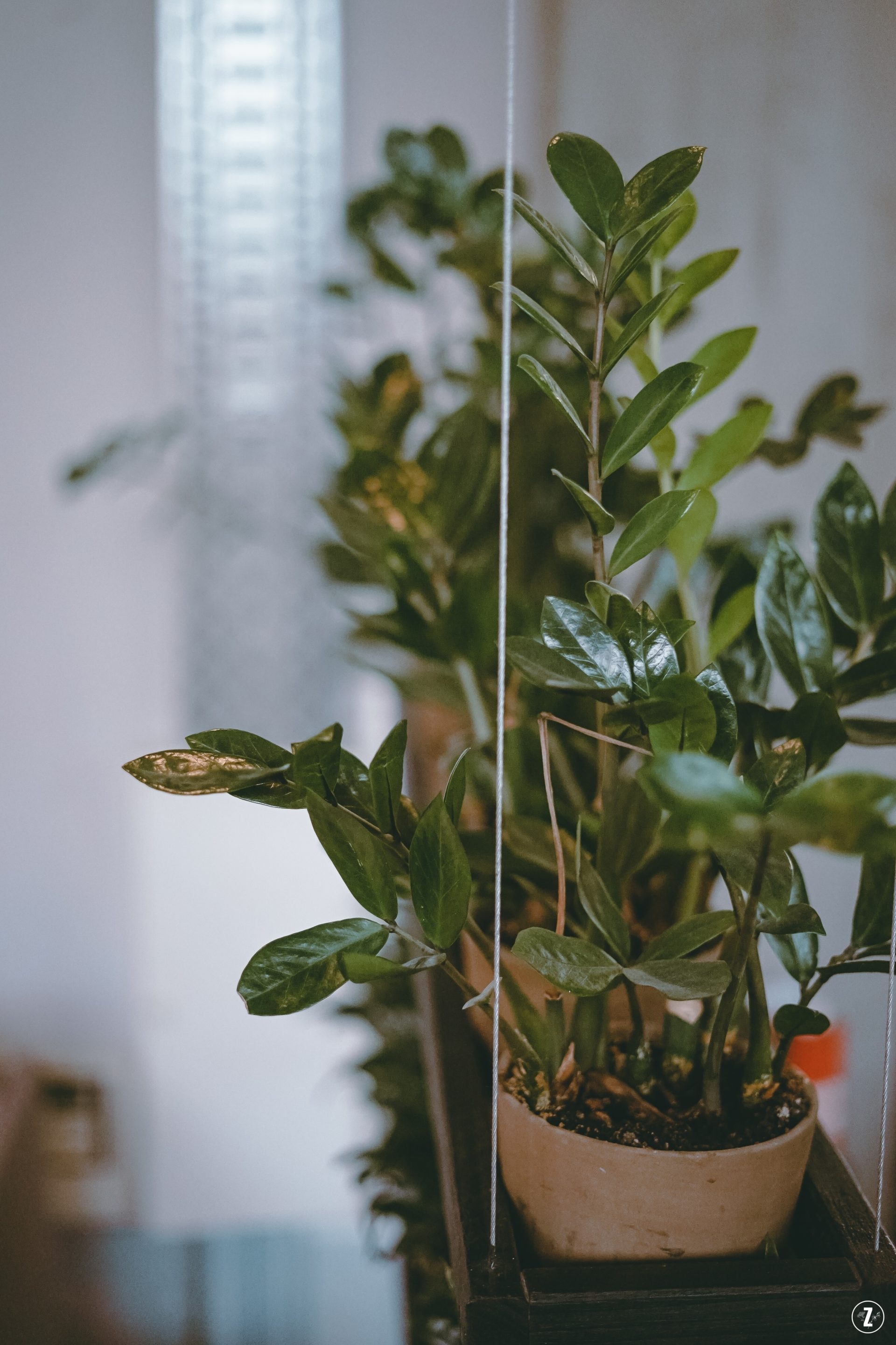 pielęgnacja, podzial klaczy, roslina do biura, roslina trujaca, roslinne porady, rozmnazanie, sadzonki lisciowe, szkodniki, zamioculcas zamiifolia, zamiokulkas zamiolistny, ZZ plant