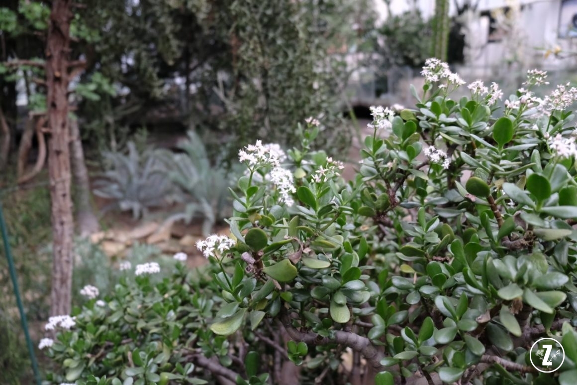 kwitnący grubosz, kwitnące drzewko szczęścia