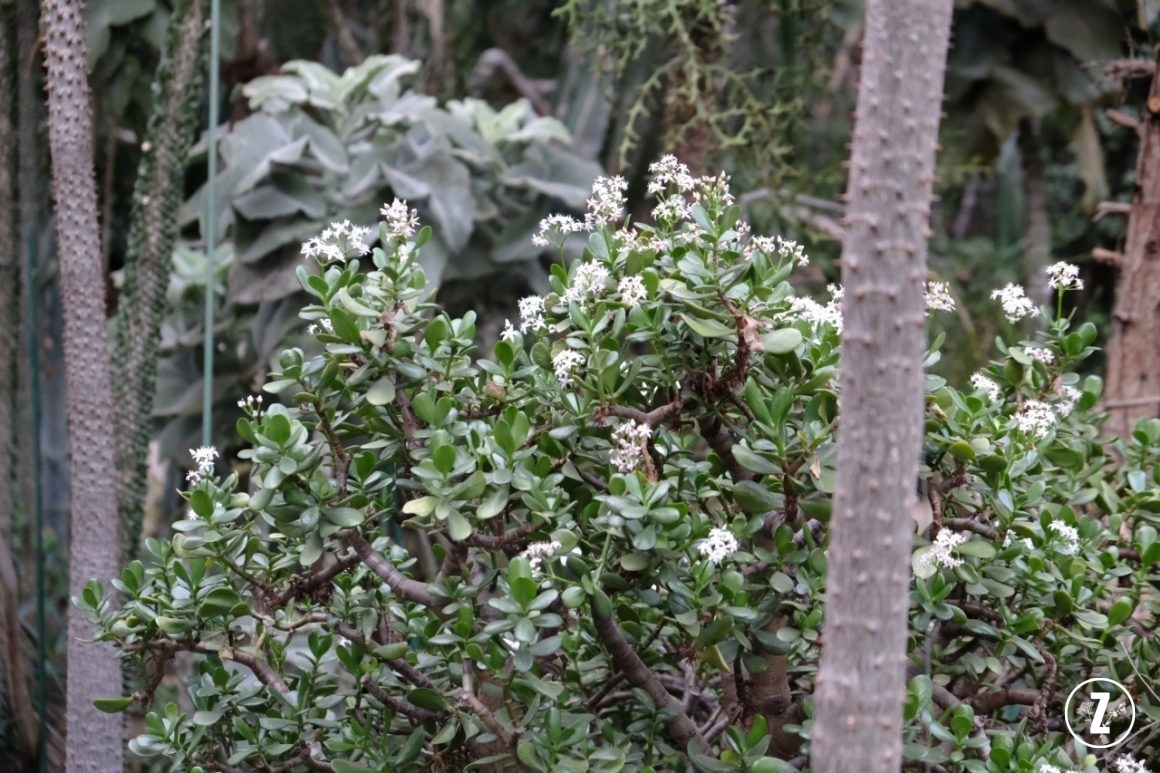 kwitnący grubosz, kwitnące drzewko szczęścia