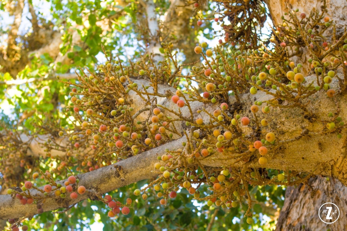 Figa pospolita, figi