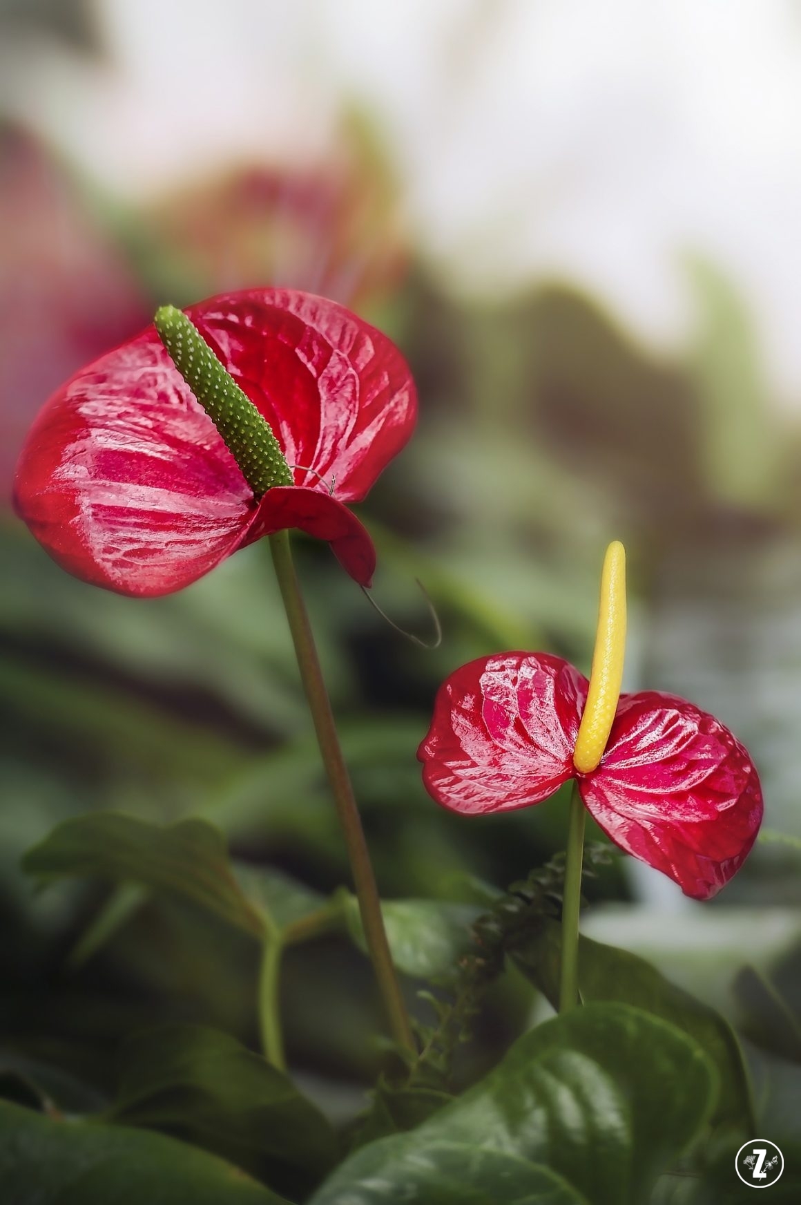 Anturium (Anthurium)