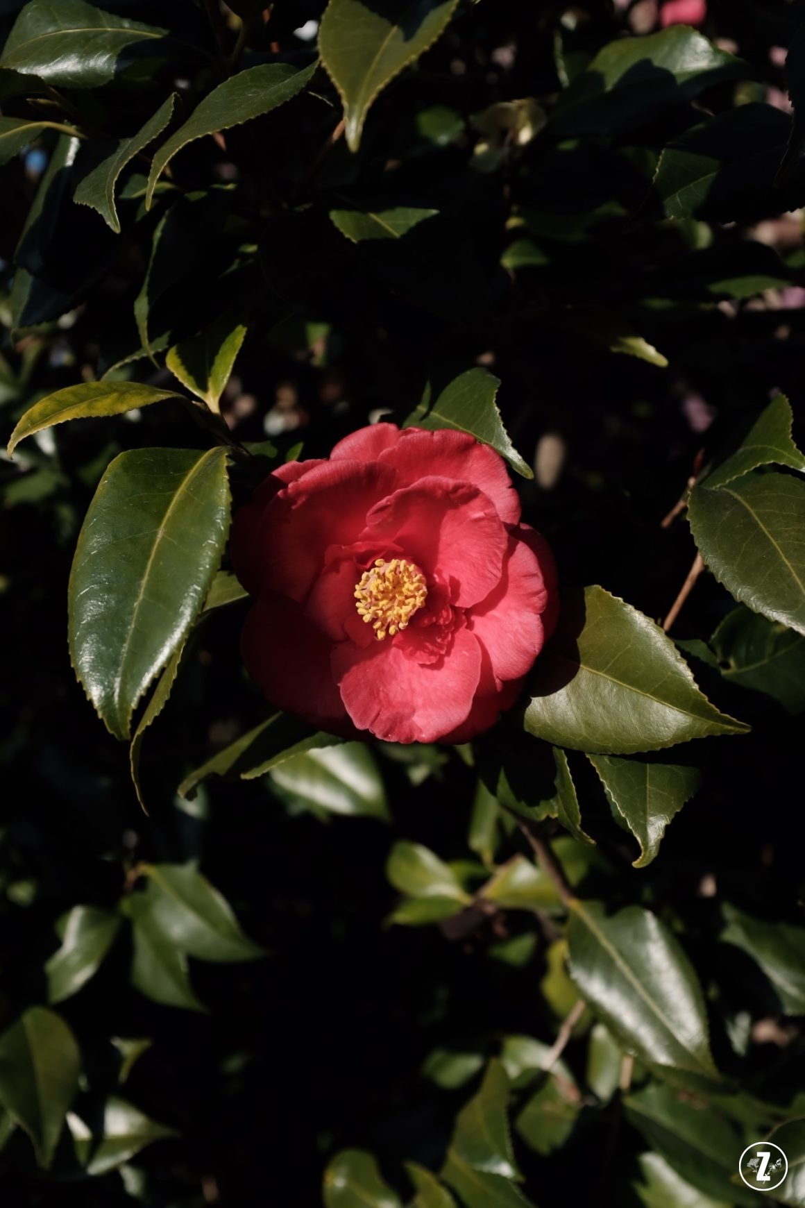 Kamelia japońska (Camellia japonica)
