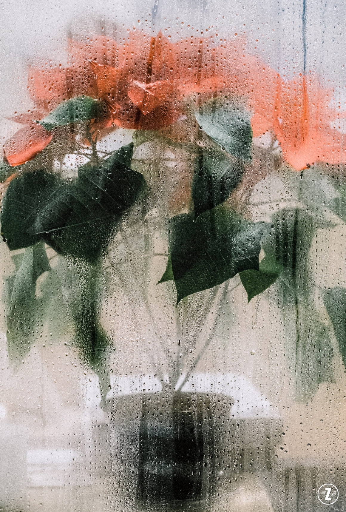 Euphorbiaceae, Gwiazda betlejemska, pielęgnacja roślin, Poinsecja, Poinsecja nadobna, roślina doniczkowa, roślina trująca, rozmnażanie roślin, szkodniki, wilczomlecz, Wilczomlecz nadobny, Wilczomlecz piękny