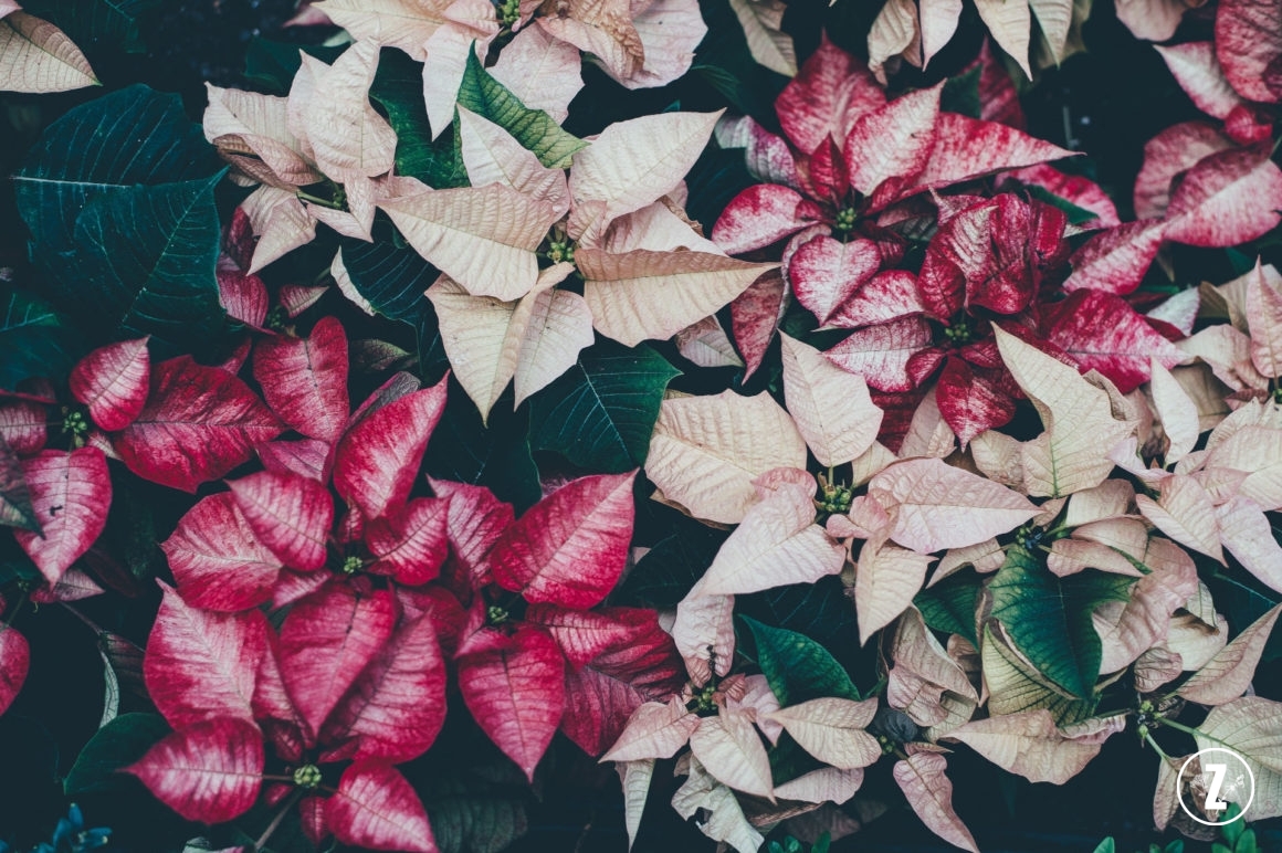 Euphorbiaceae, Gwiazda betlejemska, pielęgnacja roślin, Poinsecja, Poinsecja nadobna, roślina doniczkowa, roślina trująca, rozmnażanie roślin, szkodniki, wilczomlecz, Wilczomlecz nadobny, Wilczomlecz piękny