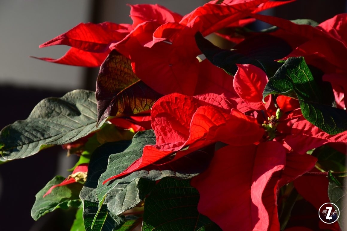 Euphorbiaceae, Gwiazda betlejemska, pielęgnacja roślin, Poinsecja, Poinsecja nadobna, roślina doniczkowa, roślina trująca, rozmnażanie roślin, szkodniki, wilczomlecz, Wilczomlecz nadobny, Wilczomlecz piękny
