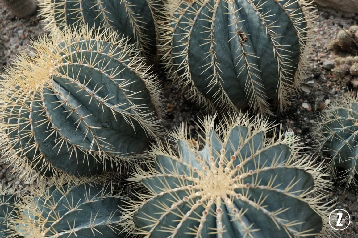 Ogród Botaniczny Uniwersytetu Wrocławskiego, Ogród Botaniczny we Wrocławiu