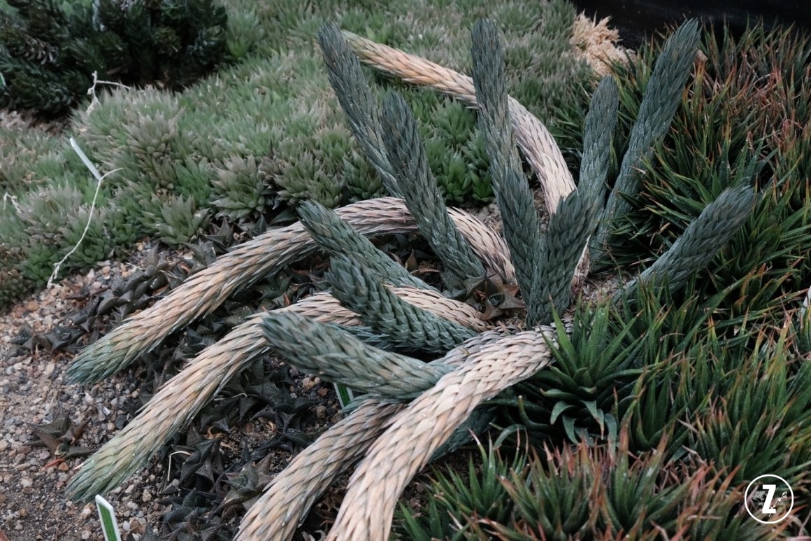 Ogród Botaniczny Uniwersytetu Wrocławskiego, Ogród Botaniczny we Wrocławiu