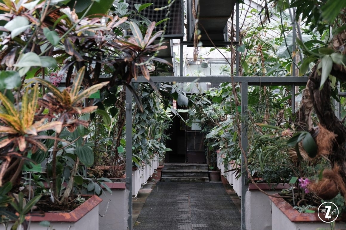 Ogród Botaniczny Uniwersytetu Wrocławskiego, Ogród Botaniczny we Wrocławiu