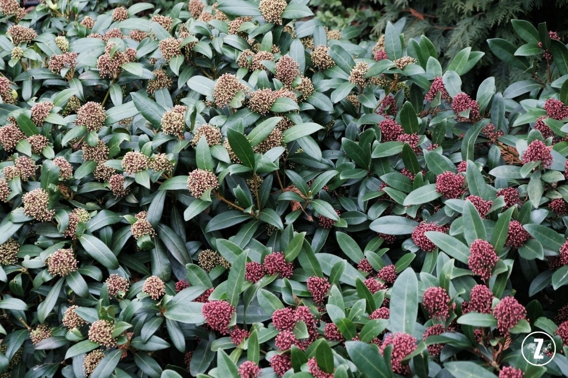 Ogród Botaniczny Uniwersytetu Wrocławskiego, Ogród Botaniczny we Wrocławiu