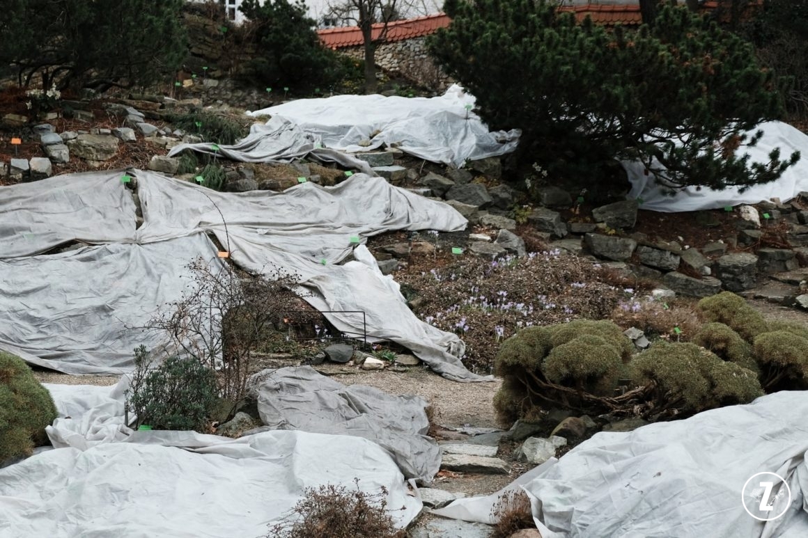 Ogród Botaniczny Uniwersytetu Wrocławskiego, Ogród Botaniczny we Wrocławiu