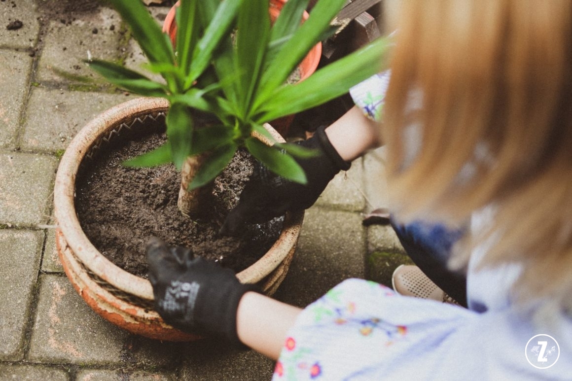 przesadzanie roślin, kalendarz zazieleni