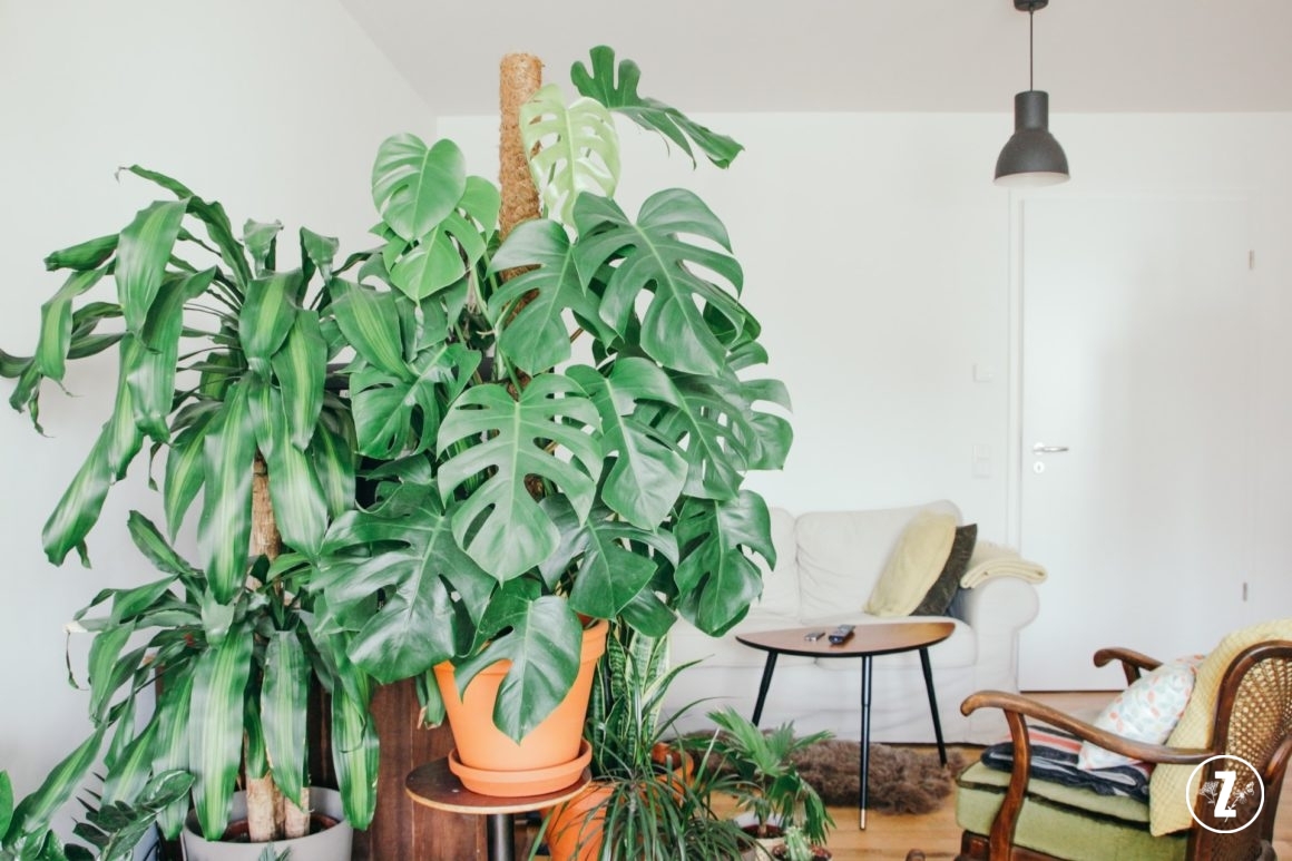 monstera dziurawa, nawożenie roślin