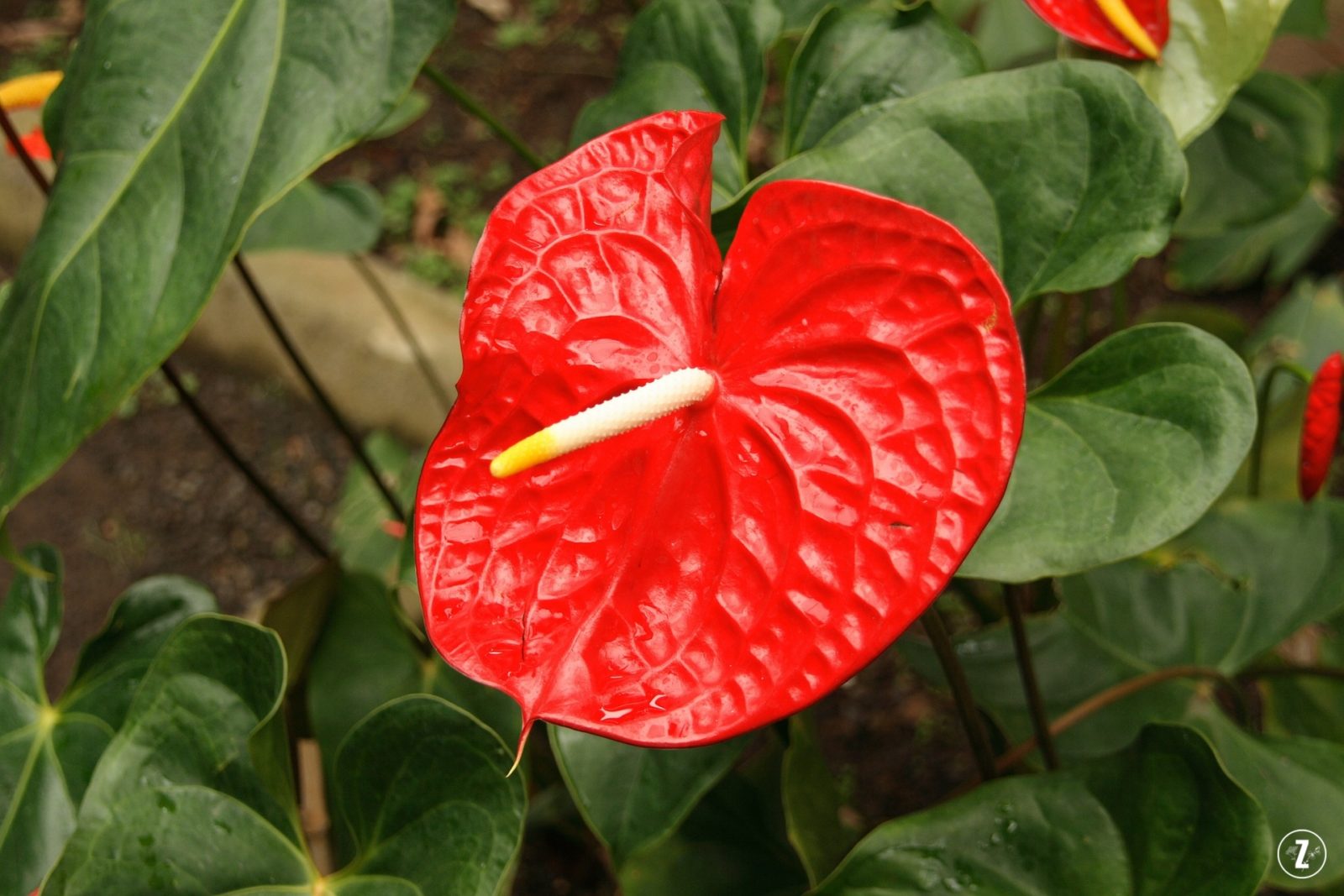 Anrutium Andrego (Anthurium andraeanum)