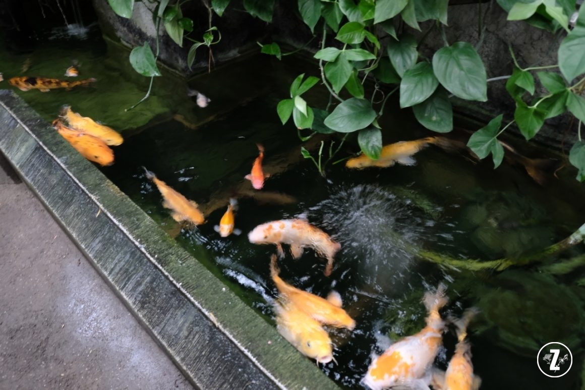 Akwarium, Poznań, Palmiarnia w Poznaniu, Palmiarnia Poznańska