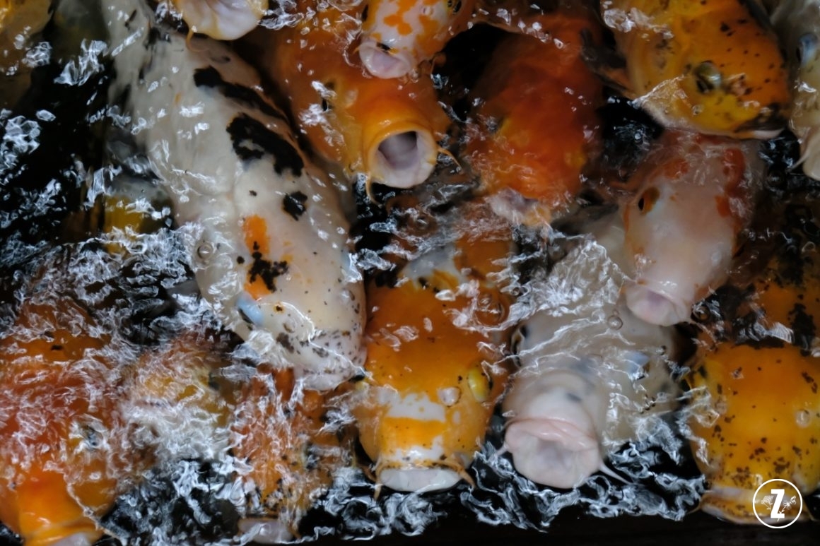 Akwarium, Poznań, Palmiarnia w Poznaniu, Palmiarnia Poznańska