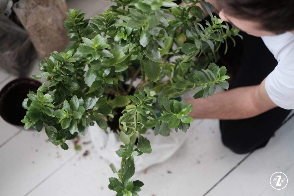przesadzanie kwitnącego sukulenta (Kalanchoe blossfeldiana)