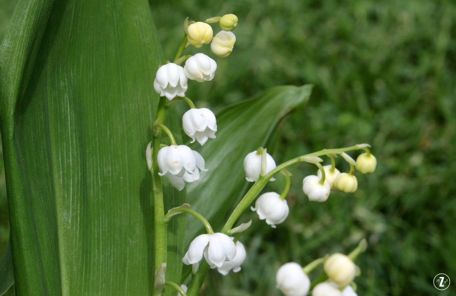 Konwalia majowa (Convallaria majalis)