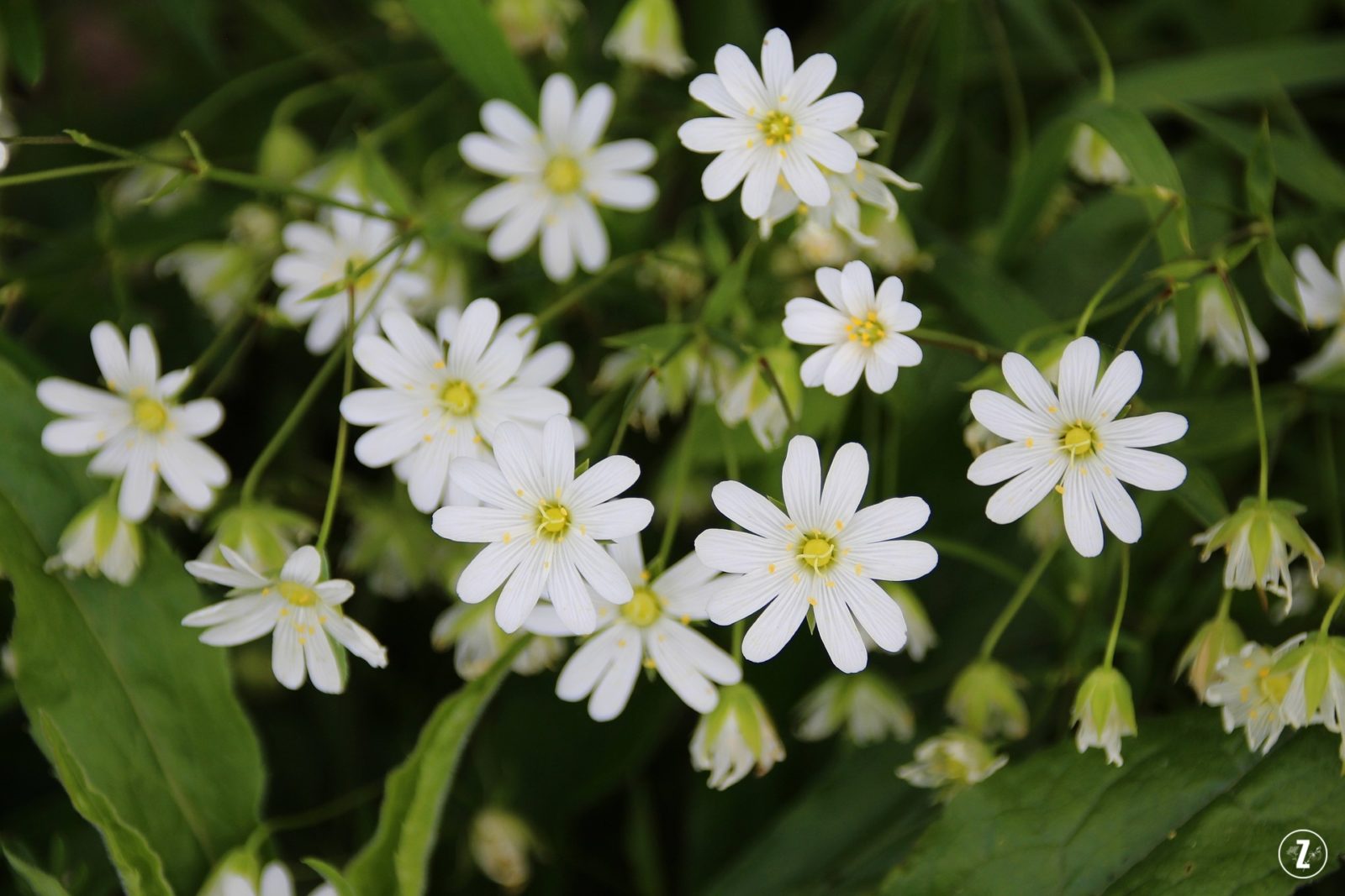 gwiazdnica wielkokwiatowa (Stellaria holostea)