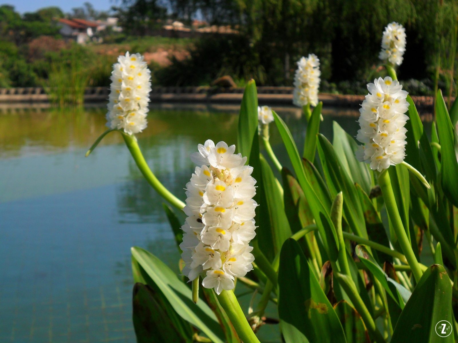 rozpław sercowaty (Pontederia cordata)