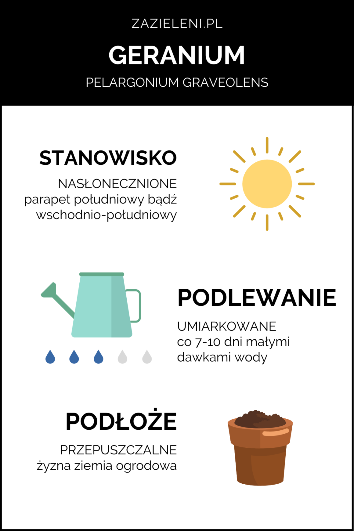infografika geranium, w skrócie o roślinach, blog, zazieleni