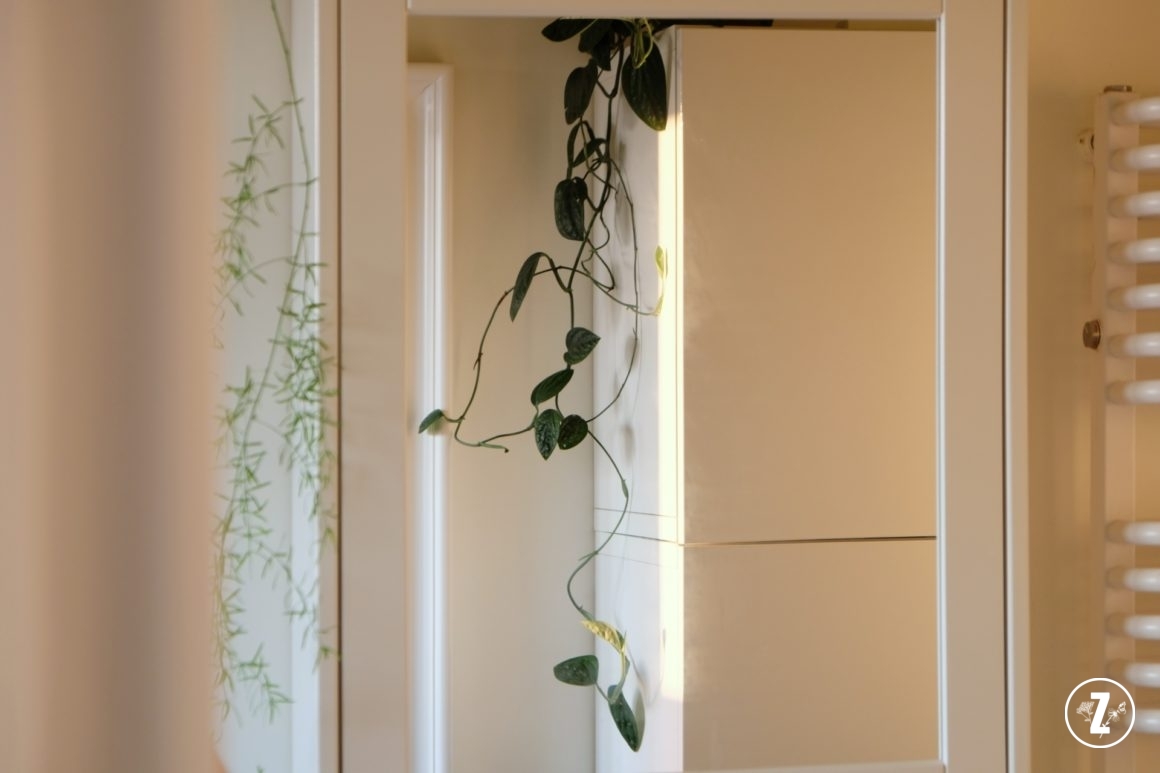 Philodendron opacum, Monstera karstenianum, Monstera sp. Peru