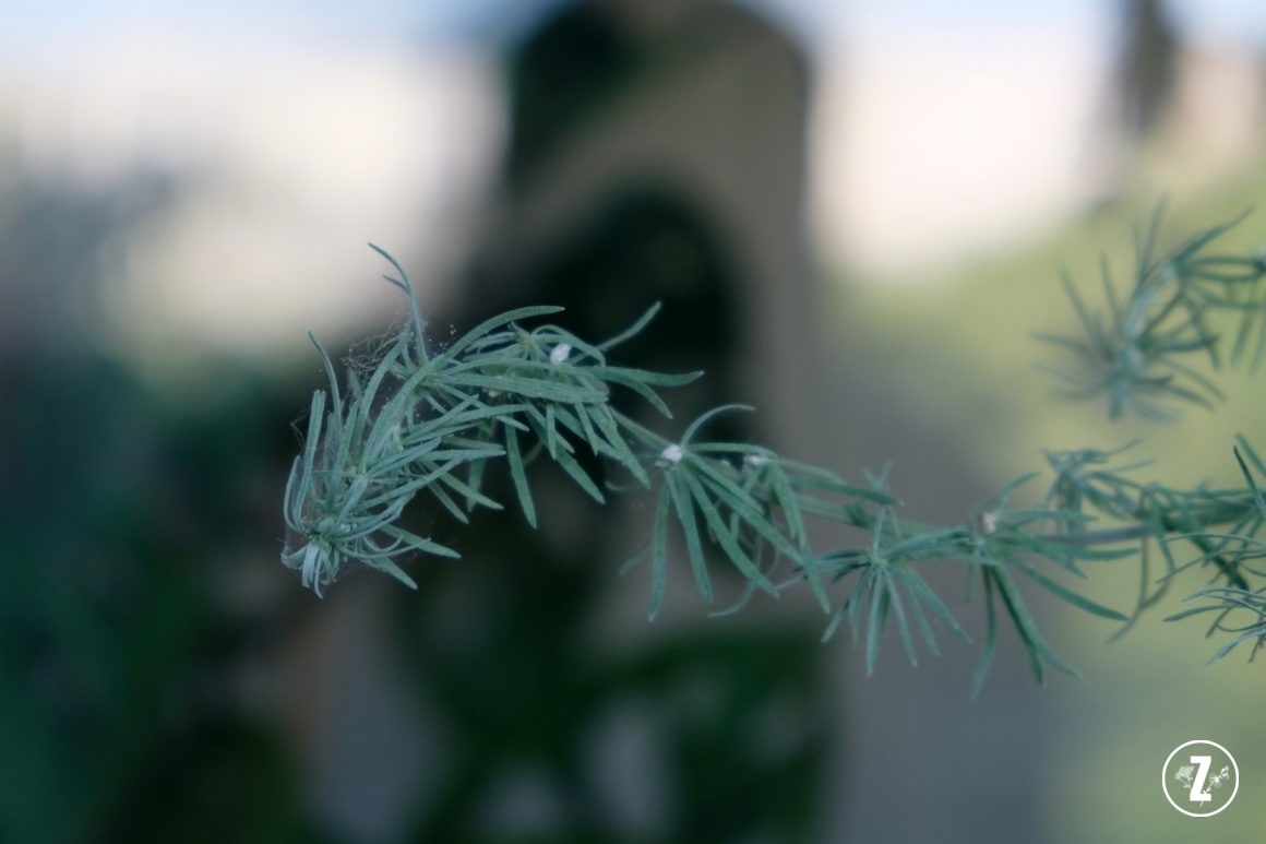 przędziorki na roślinach, pajęczynki na roślinie