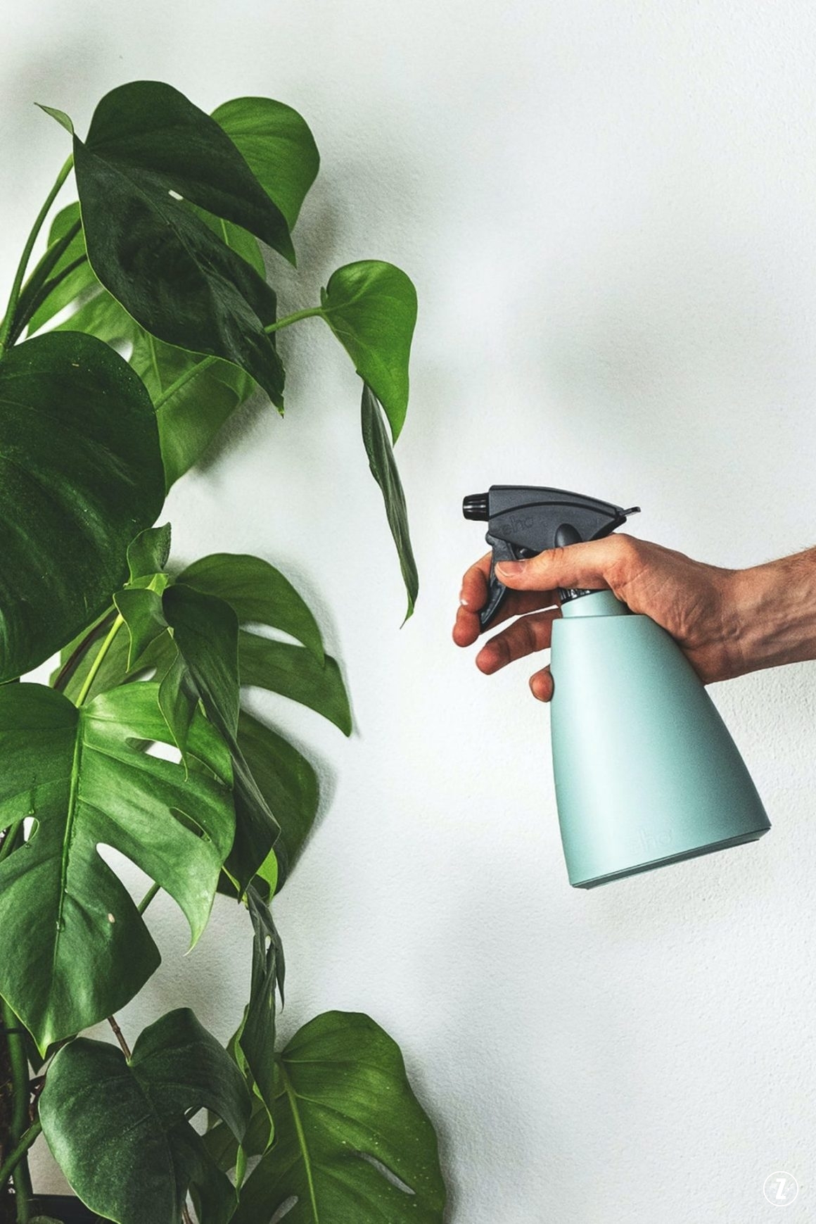 zraszanie roślin domowych, kwiaty w domu, wilgotność powietrza